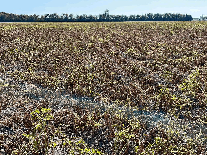 landwirtschaft3